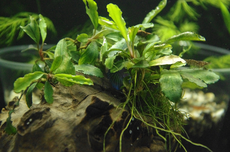 Bucephalandra sp Cypris