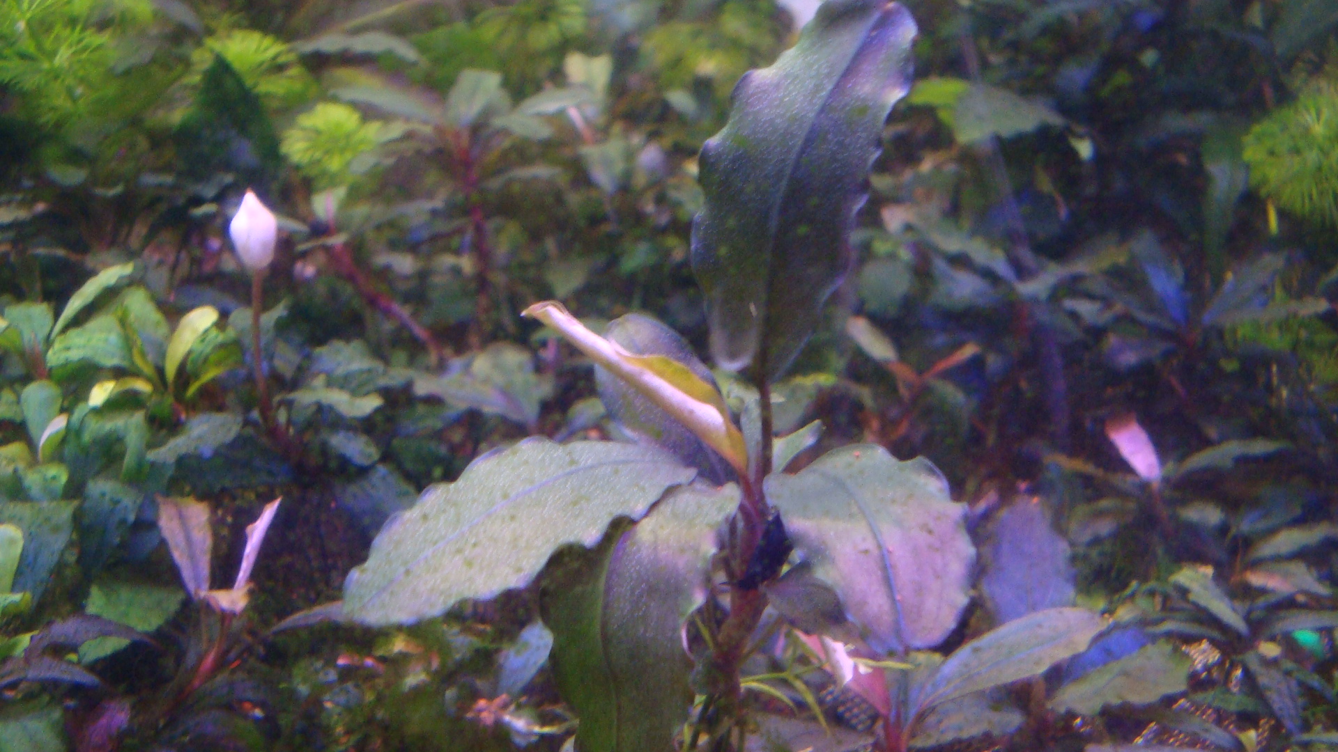 Bucephalandra sp. Copper Leaf Melawi, West Kalimantan.