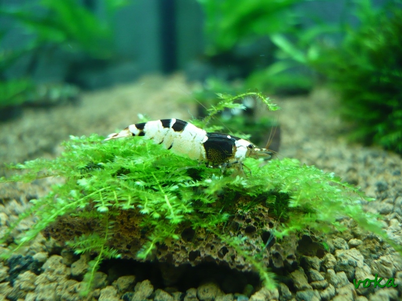 Caridina cf. cantonensis 'Bee' (Bee/Black Bee/Black & White Crystal)