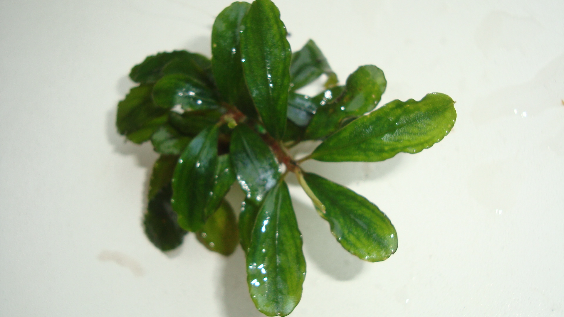 Bucephalandra sp. "Cypris" East Kalimantan