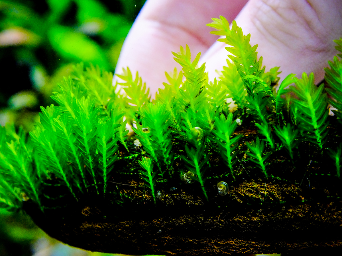 Fissidens sp. Thailand.