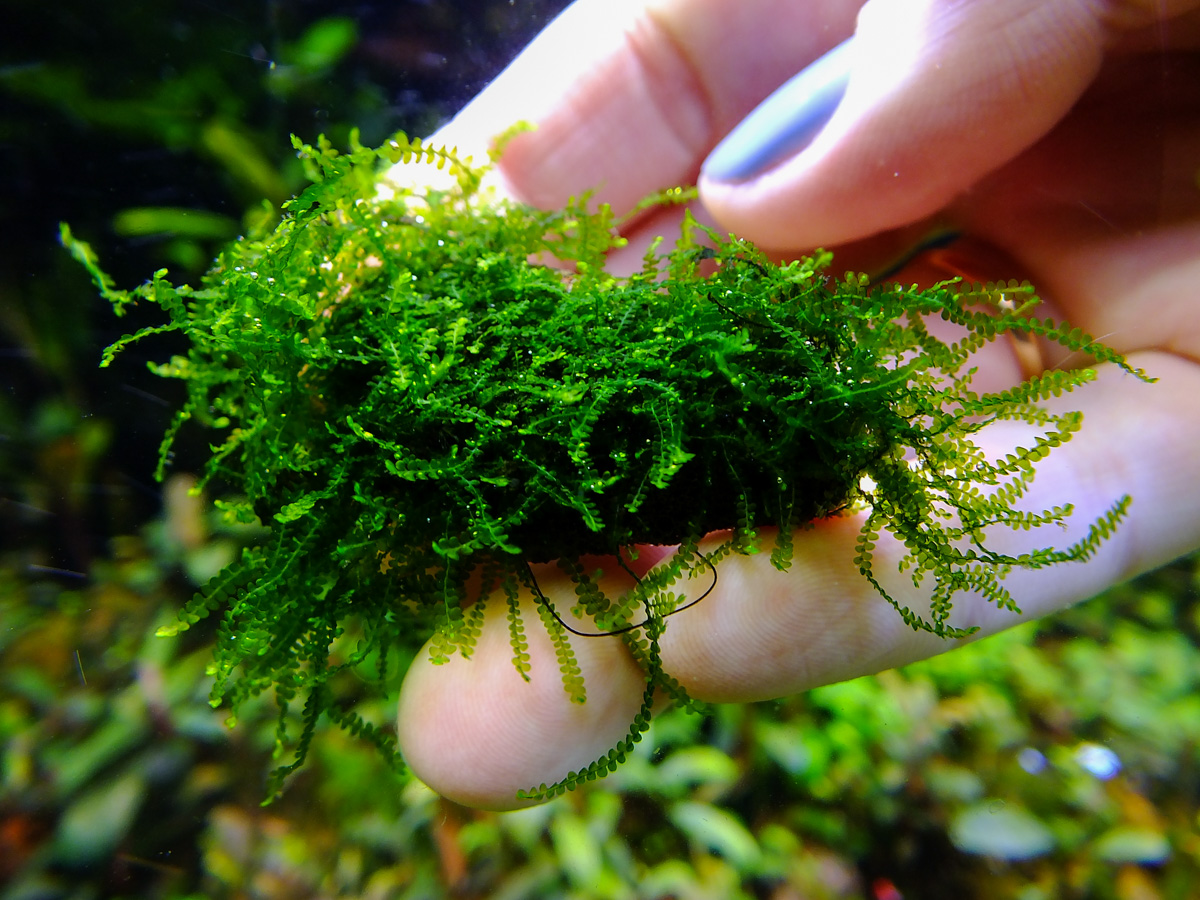 Mini Weeping moss