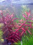 Nesaea sp. "Red leaved"