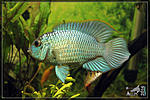   Nannacara neon blue hybrid