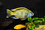  " " (Nimbochromis venustus)