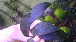 Bucephalandra sp. Tricolor 3, Borneo