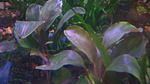 Bucephalandra motleyana "Semuntai 1"