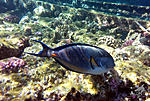   (Acanthurus sohal) 