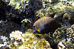 Acanthurus nigrofuscus     Brown surgeonfish, 