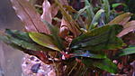 Bucephalandra sp. Kualakuayan 2