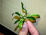 Anubias glabra variegated 3