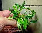 Anubias glabra variegated 2