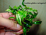 Anubias glabra variegated 1