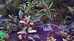 Bucephalandra sp "Fake Catherinae" 
 Bucephalandra sp. Velvet Leaf North of Sanggau, West Kalimantan