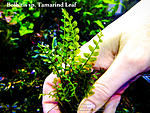 Tamarind Leaf