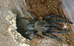 Chilobrachys sp. Kaeng krachan (11 L) ♀