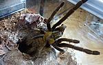 Cyriopagopus schmidti DCF (ex Haplopelma schmidti DCF) (12 L) ♀