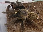 Cyriopagopus hainanus (ex Haplopelma hainanum) (8 L) ♀