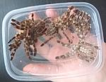 Poecilotheria regalis (6-8 L)