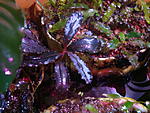 Bucephalandra sp. Black Purple aka cf. motleyana Deep Purple Leaves aka cf. motleyana Black Purple Leaves