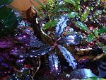 Bucephalandra sp. Black Purple aka cf. motleyana Deep Purple Leaves aka cf. motleyana Black Purple Leaves