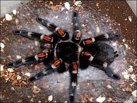     
: brachypelma auratum.jpg
: 1442
:	69.9 
ID:	264