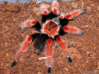     
: brachypelma boehmei.jpg
: 1604
:	89.7 
ID:	265