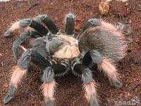     
: brachypelma emilia.jpg
: 1388
:	39.1 
ID:	266