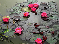     
: 1aqua-nymphaea-james-brydon.jpg
: 1200
:	284.2 
ID:	1116