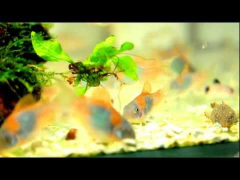 2012-01-07JUNIOR-Corydoras venezuelanus&pygmaus& panda&.AVI