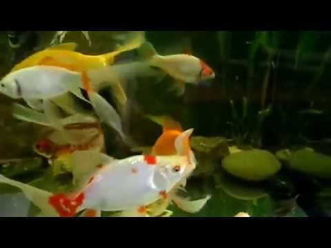 Golden fish, earthworm Золотые рыбки и дождевые черви Golden fish, earthworm Золотые рыбки и дождевые черви