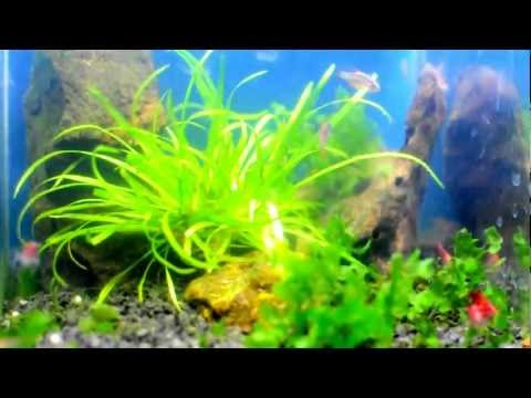 Nano aqua 2l.AVI