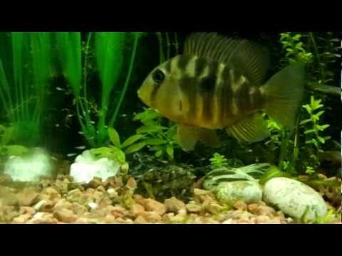 Gymnogeophagus balzanii -   .MOV