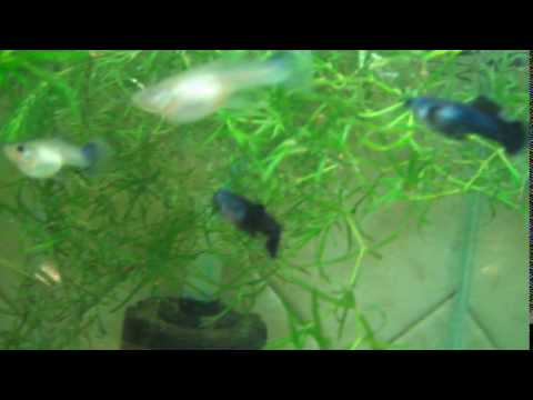 DSCF8176 - Гуппи Панда . DSCF8176 - Гуппи Панда .