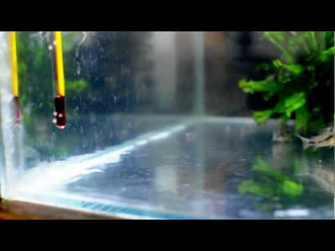  Corydoras habrosus_1372.AVI