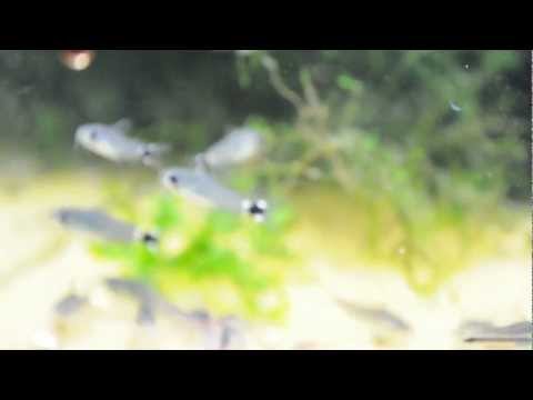 catfish fry Corydoras.AVI