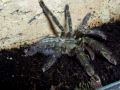 Poecilotheria rufilata 10 L.avi