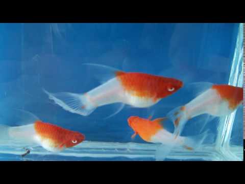 DSCF6836 - Коронохвостая и юбочная формы меченосца "Санта Клаус". DSCF6836 - Коронохвостая и юбочная формы меченосца "Санта Клаус".