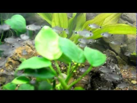 Corydoras hastatus&axelrodi .AVI