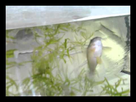  Corydoras aeneus ( )