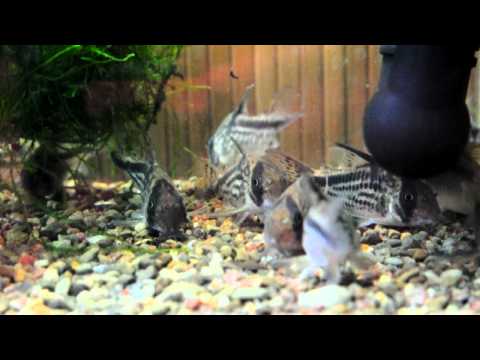 Corydoras loxozonus "C 82" &.axelrodi&melanotaenia