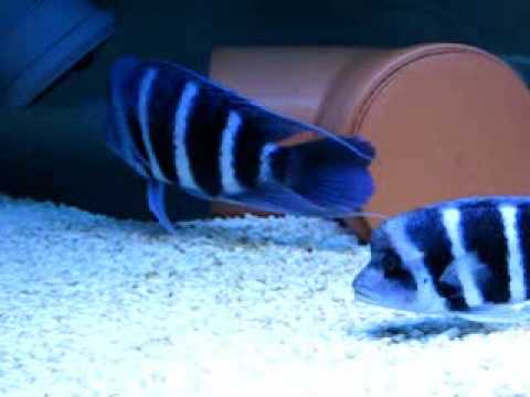 Cyphotilapia frontosa blue "Zaire"