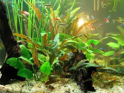 My aquarium