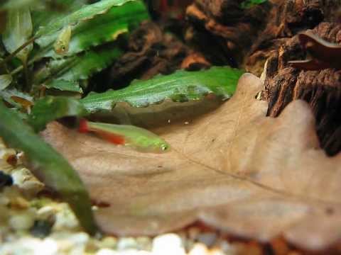 Characin fish Characin fish