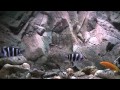 ciphotilapia frontosa blue zaire mikula WF.mpg