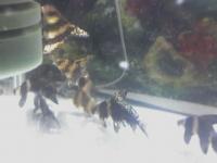 :  small_14-04-07_1757.jpg.jpg
: 588

:  4,7 