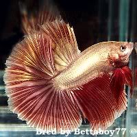 Назва: 0c65954a.jpg
Переглядів: 759
Розмір: 14,3 КБ