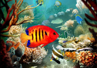 :  fish_screen.jpg
: 434

:  24,0 