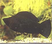 :  latipina.JPG
: 798

:  6,6 