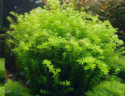 :  Hemianthus_micranthemoides_6.jpg
: 523

:  156,4 